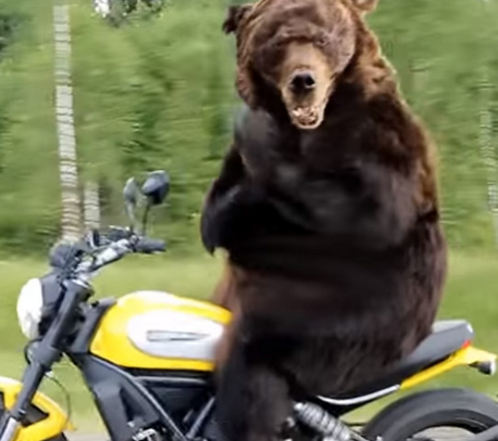 黑熊骑摩托车在高速上跑,车速慢下后仔细一看,让人哭笑不得!