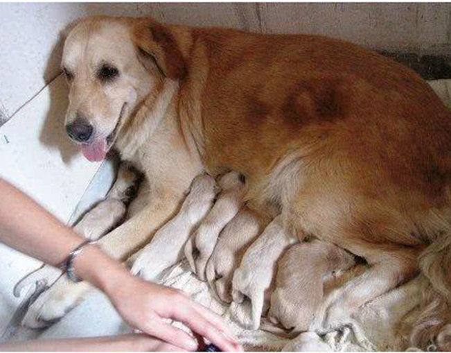 宝宝,主人出于无奈送人,送最后一只时心酸了|金毛|主人|胎生_新浪新闻