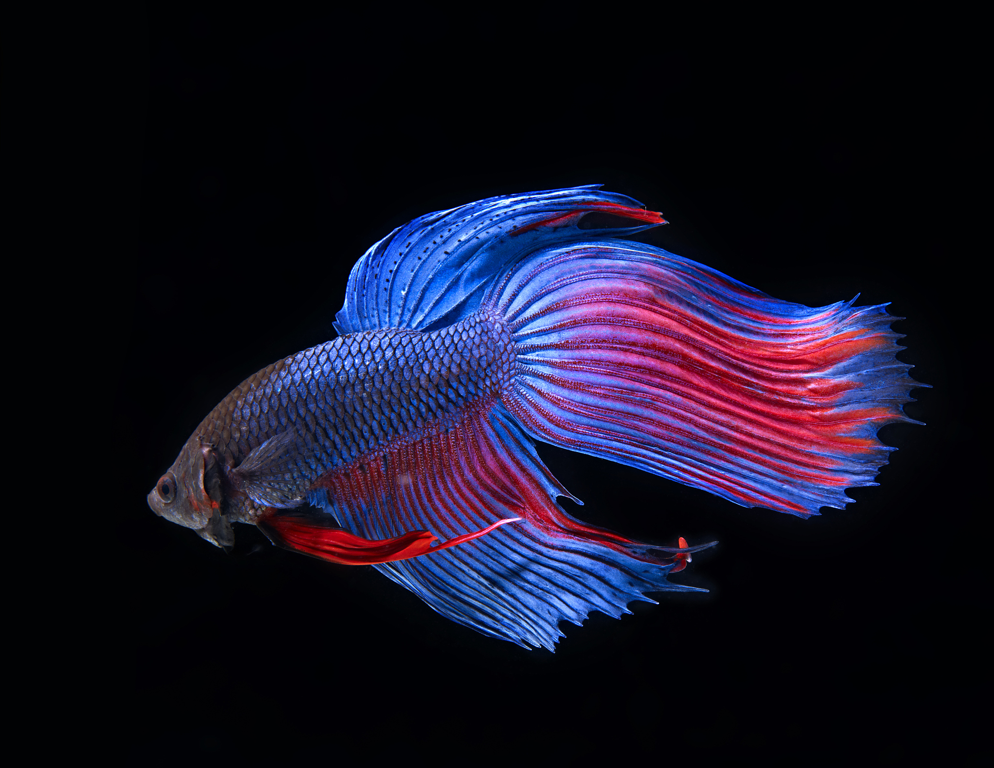 泰国斗鱼可以活多久如何延长斗鱼的寿命