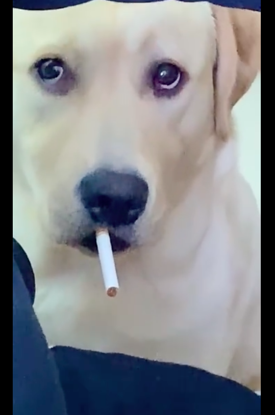 狗狗|主人|表情_新浪新闻