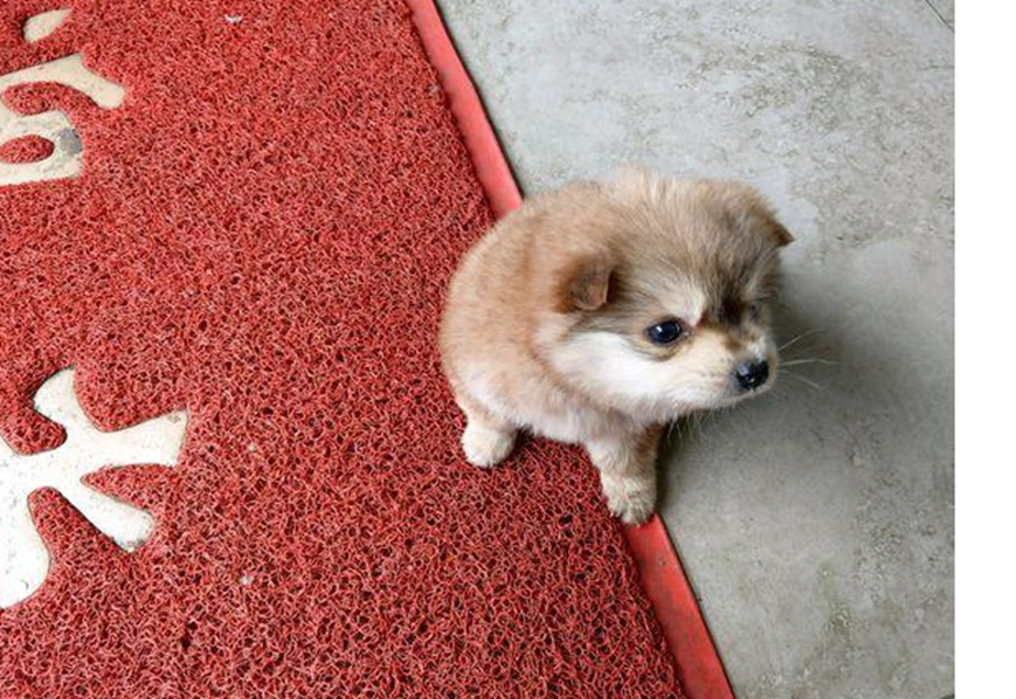 流浪土狗悄悄溜进饭店眼睛呆萌惹人怜爱最终拥有一个家