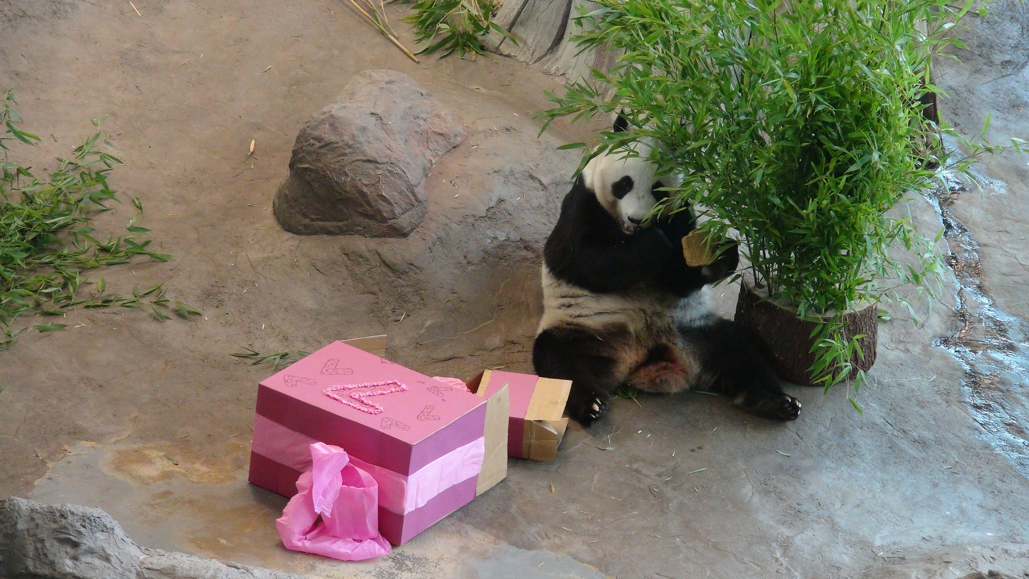 熊猫"金宝宝"芬兰庆生享受美食与祝福|熊猫|大熊猫_新浪新闻