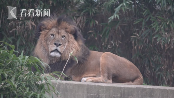 咳嗽、打喷嚏...华盛顿动物园6头狮子、3头老虎新冠病毒检测阳性休闲区蓝鸢梦想 - Www.slyday.coM