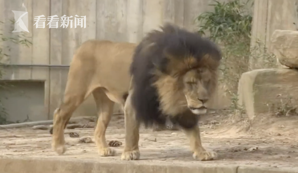 咳嗽、打喷嚏...华盛顿动物园6头狮子、3头老虎新冠病毒检测阳性休闲区蓝鸢梦想 - Www.slyday.coM