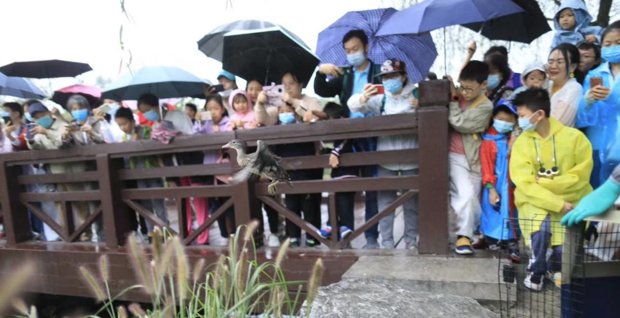 “北京湿地日”，被救助的2只红角鸮、6只鸳鸯被放归大自然休闲区蓝鸢梦想 - Www.slyday.coM