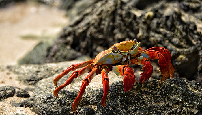 蟹扣造假、蟹卡超发，假螃蟹“横行”中秋休闲区蓝鸢梦想 - Www.slyday.coM