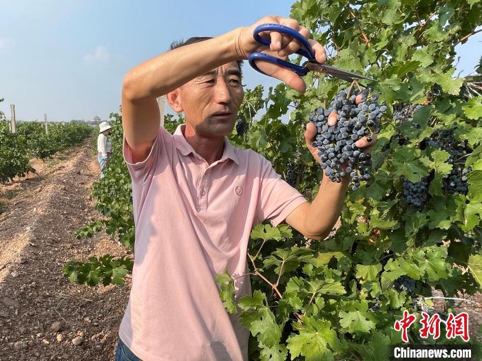 贺兰山东麓葡萄酒产区迎来一年中最忙碌的采摘季和榨季。石羽佳 摄