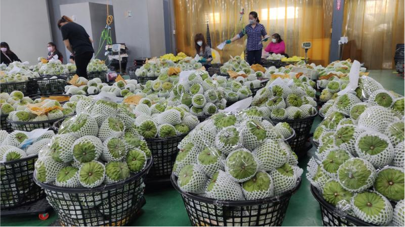 台湾番荔枝 资料图