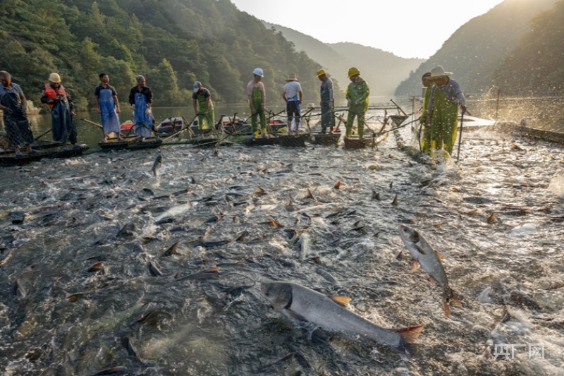 巨网捕捞队正在进行秋季捕捞作业(央广网发 赵春亮 摄)