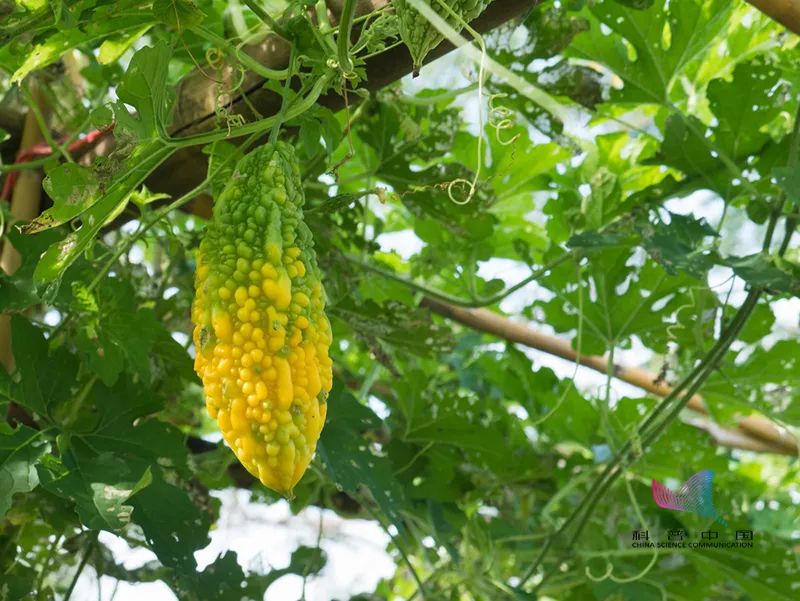 吃苦瓜真的能降血糖了?别再被骗了