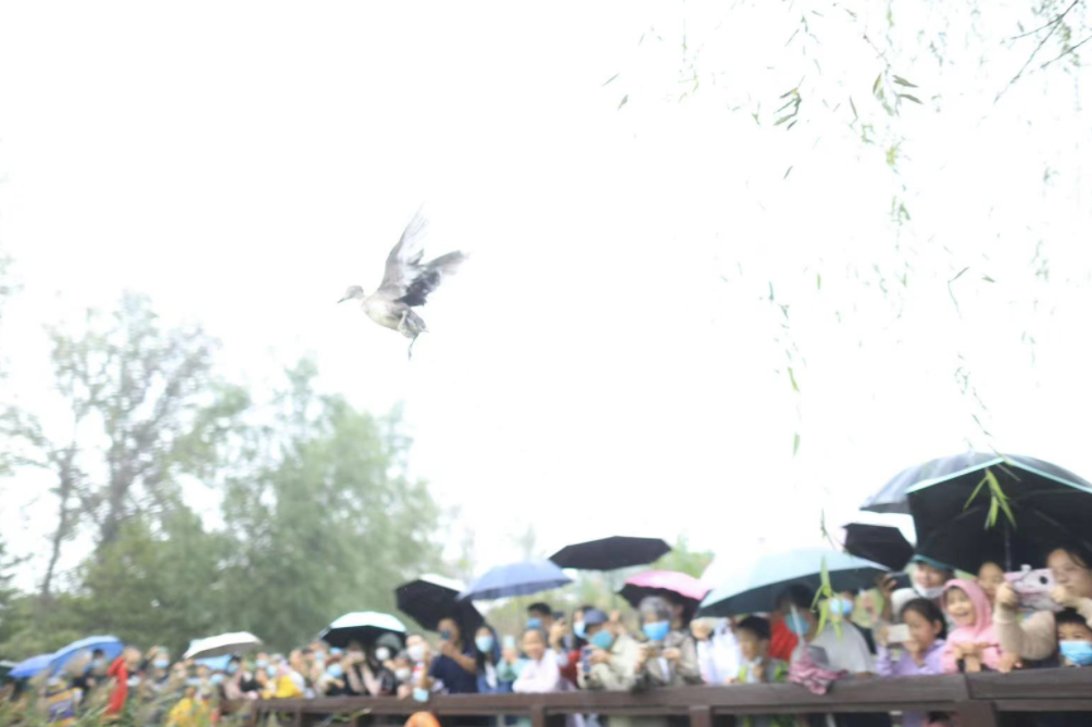 “北京湿地日”，被救助的2只红角鸮、6只鸳鸯被放归大自然休闲区蓝鸢梦想 - Www.slyday.coM