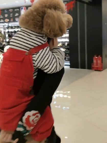 带着狗狗去商场，结果狗狗说什么也不走，网友哭笑不得休闲区蓝鸢梦想 - Www.slyday.coM