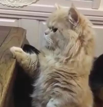 网友下班回家晚，一开门家里的猫咪的行为却让人笑喷了休闲区蓝鸢梦想 - Www.slyday.coM