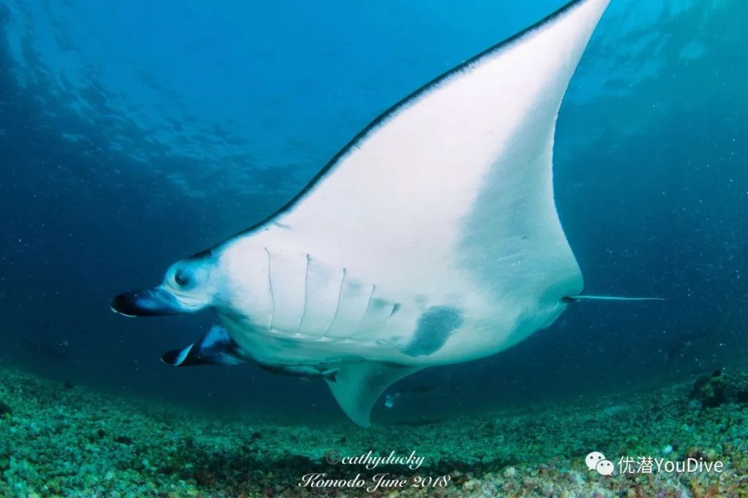 世界蝠鲼日自然有蝠鲼自然有福分