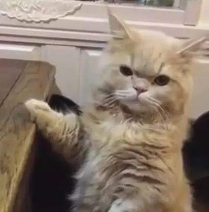 网友下班回家晚，一开门家里的猫咪的行为却让人笑喷了休闲区蓝鸢梦想 - Www.slyday.coM