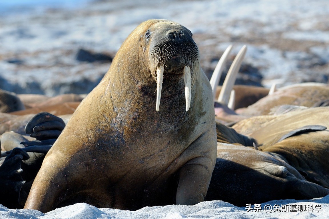 南极的年平均为-25℃,北极因为北冰洋的缘故,要比南极稍微暖和一些