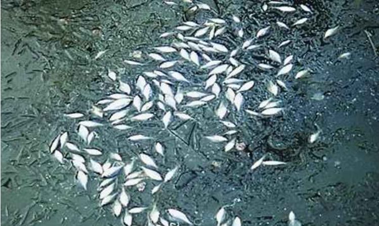 世界上最大的9.5级地震究竟有多恐怖，200多万人无家可归休闲区蓝鸢梦想 - Www.slyday.coM