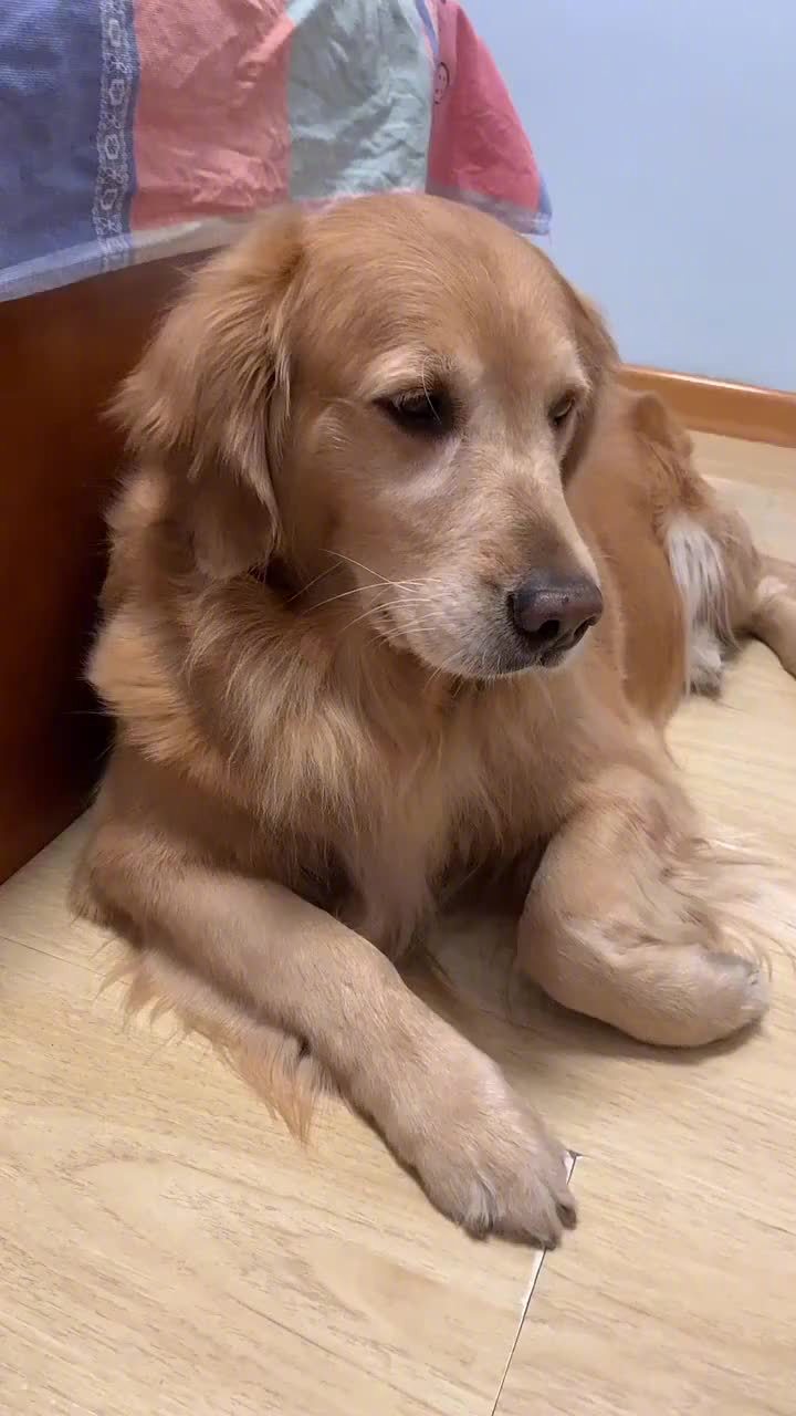 主人说金毛有脚气,瞧金毛生气的样子太可爱了,你们看完不许笑