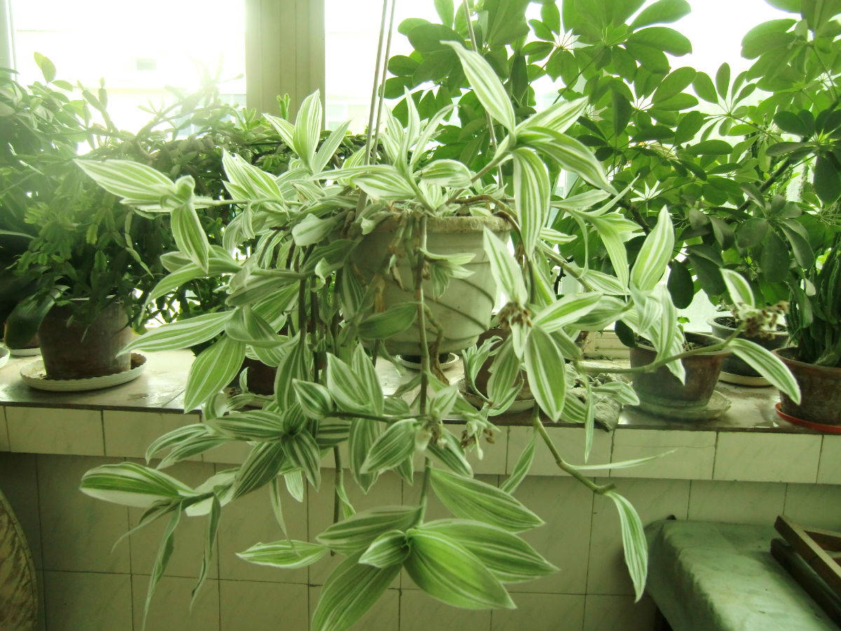 新人小白居家盆栽吊竹梅,把握住5点,株型好看,颜色艳丽