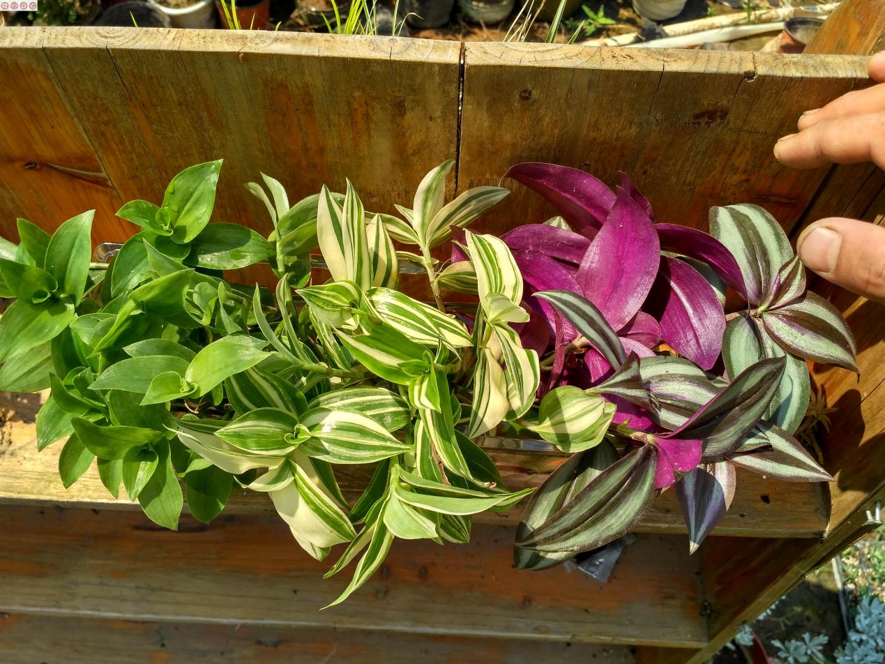 新人小白居家盆栽吊竹梅,把握住5点,株型好看,颜色艳丽