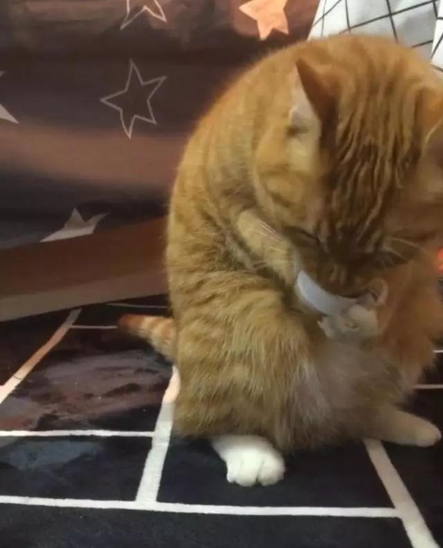 网友把饮料瓶盖放在了旁边，出去回来后猫咪的样子让人蒙了休闲区蓝鸢梦想 - Www.slyday.coM