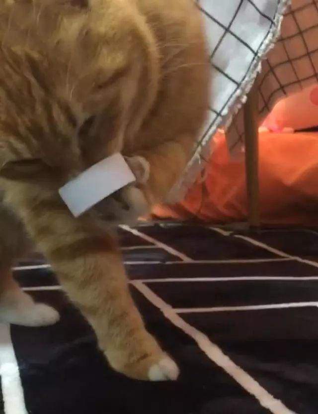 网友把饮料瓶盖放在了旁边，出去回来后猫咪的样子让人蒙了休闲区蓝鸢梦想 - Www.slyday.coM