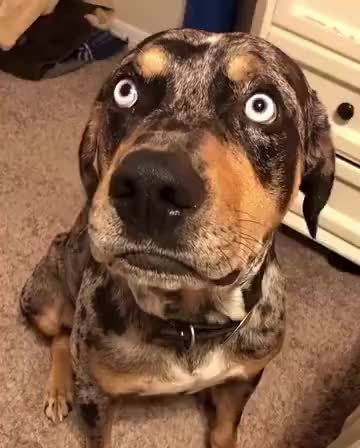 瞧瞧这睿智的眼神多少沾点二哈