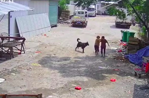 触目惊心！老人路上被恶犬撕咬身亡！休闲区蓝鸢梦想 - Www.slyday.coM