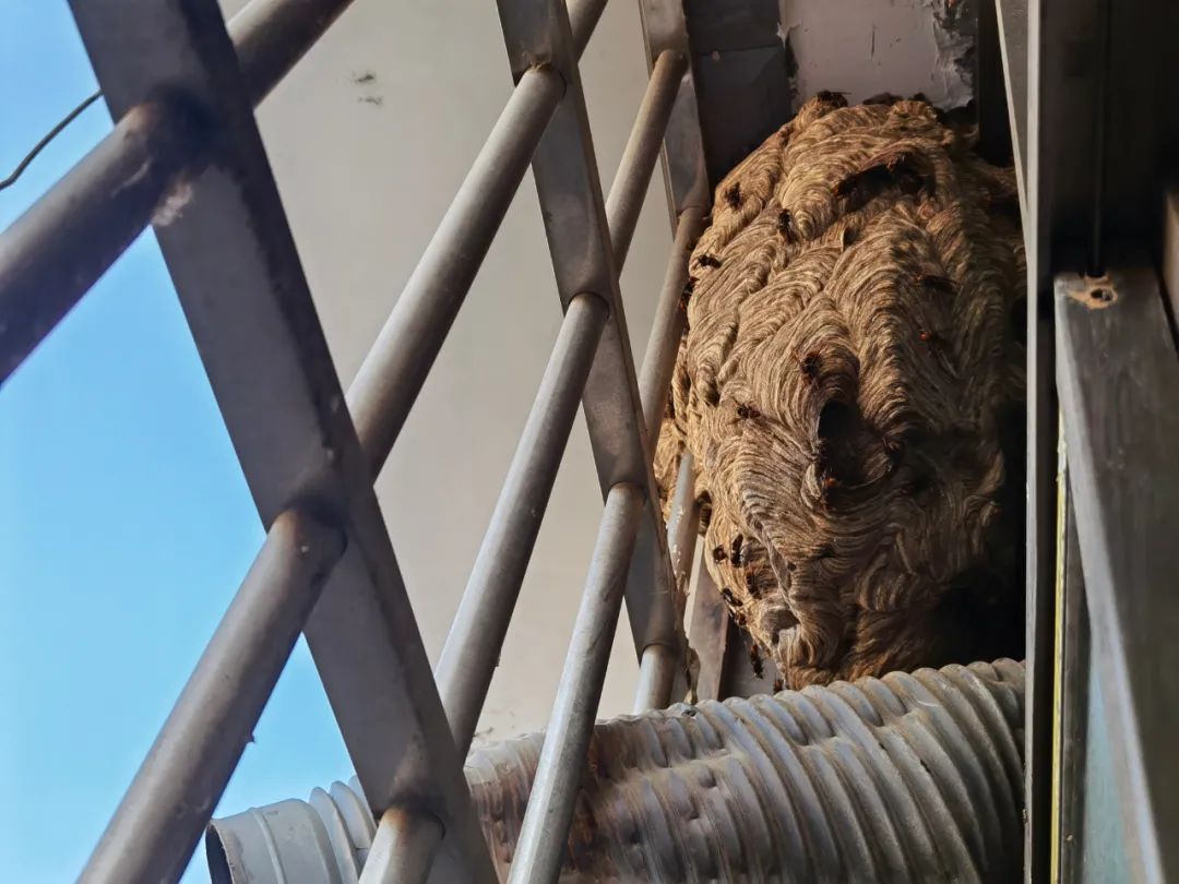 贵州一住户家里惊现巨型马蜂窝！竟有脸盆那么大！休闲区蓝鸢梦想 - Www.slyday.coM