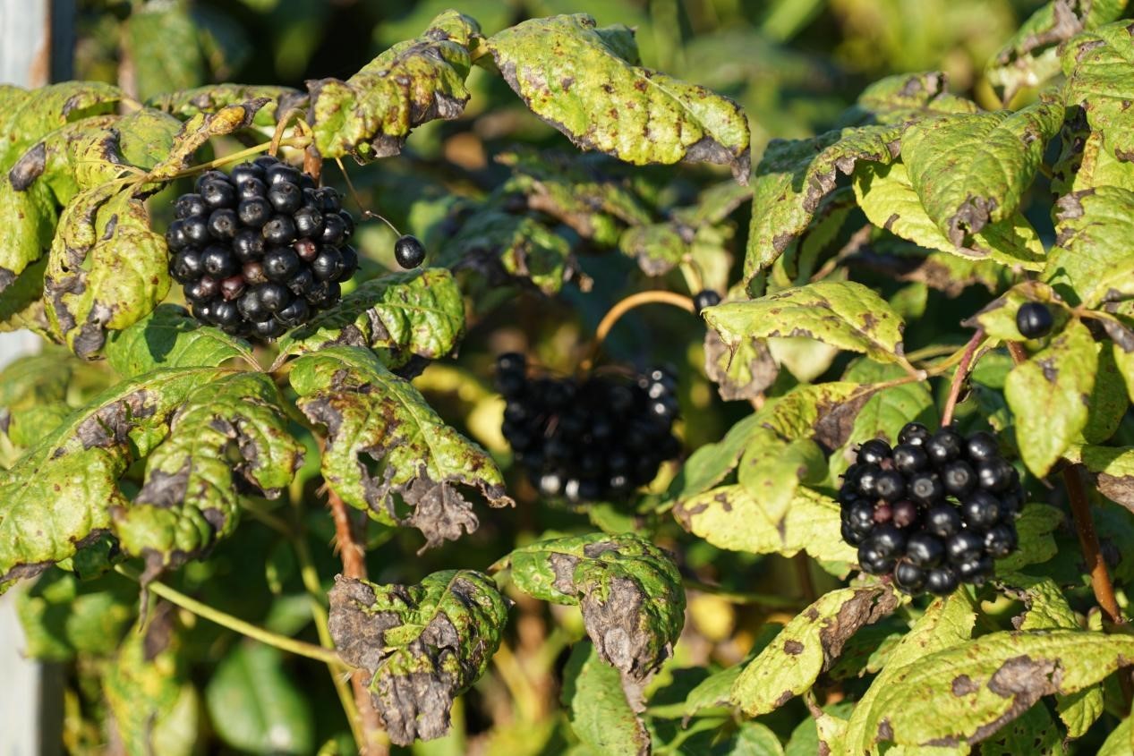 在刺五加基地内,结满果实的刺五加苗.马俊玮 摄