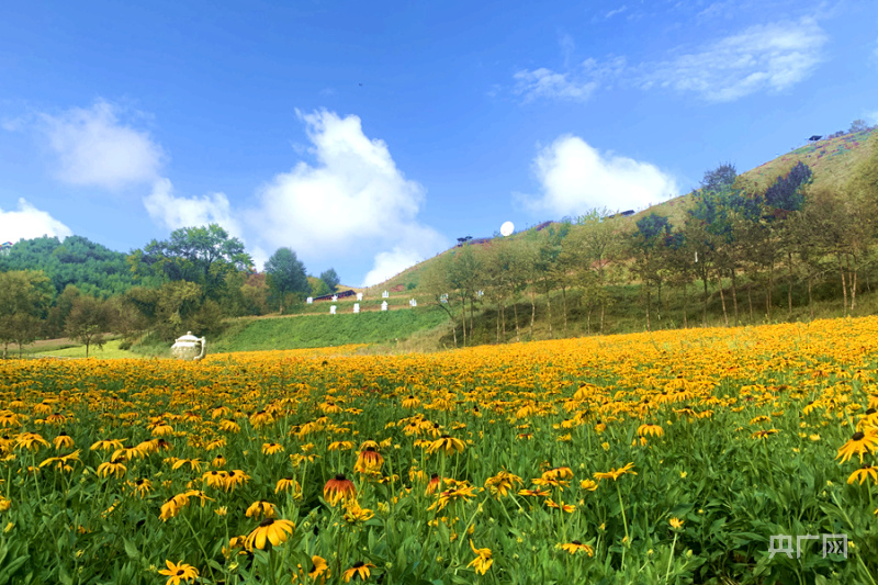 油嘴湾,希望的田野上演绎着美丽的故事|乡村旅游|花海|青海省_新浪