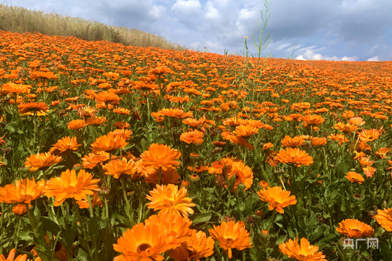 金盏菊开得正艳(央广网发 汪晓青摄)正如他所说,磨尔沟村的花海此刻开