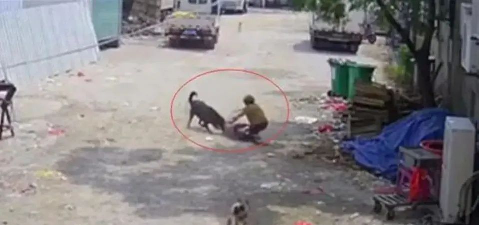 七旬老人被恶犬撕咬身亡！家属发声：很气愤狗还活着休闲区蓝鸢梦想 - Www.slyday.coM