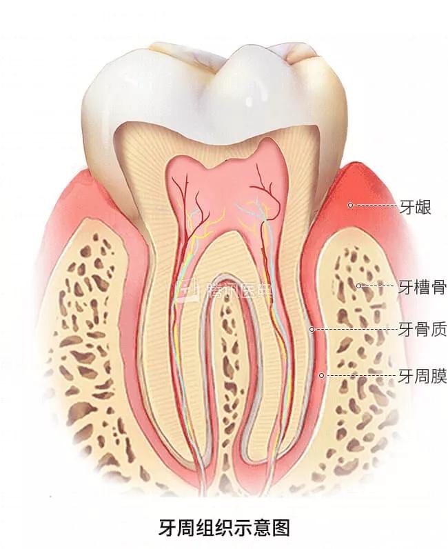全国爱牙日|爱护牙齿,乐享健康生活|磨牙_新浪新闻
