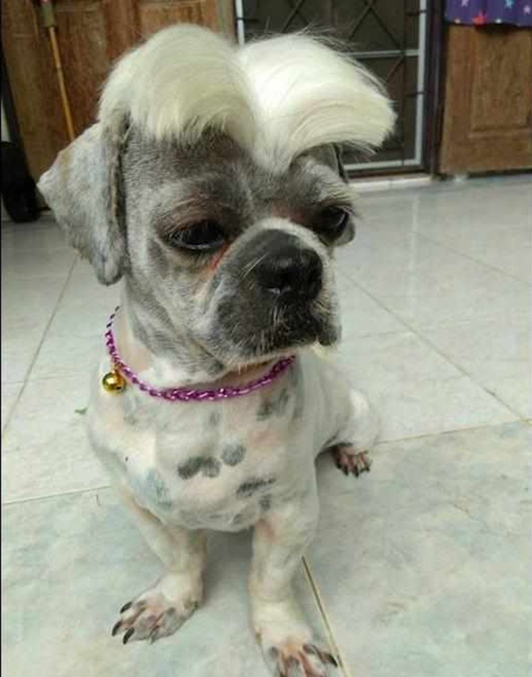 狗狗被剪了个中分发型,一脸无奈表示拒绝:以后没脸再出门了