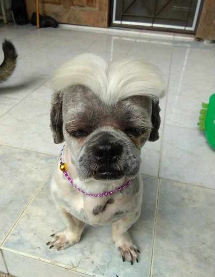 狗狗被剪了个中分发型,一脸无奈表示拒绝:以后没脸再出门了