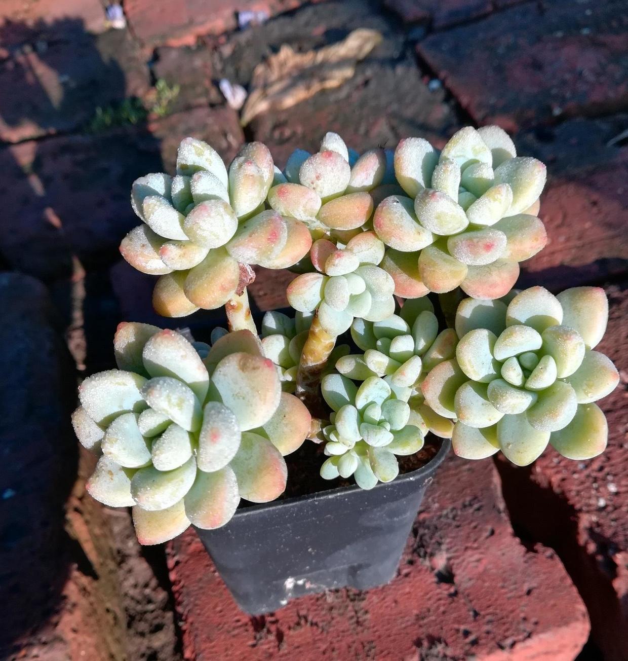 养多肉,劳尔这个品种很不错,容易爆侧芽,长的还很快