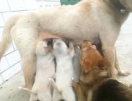 狗妈妈给小奶狗喂奶邻居狗狗跑来凑热闹宠主看了惊掉下巴