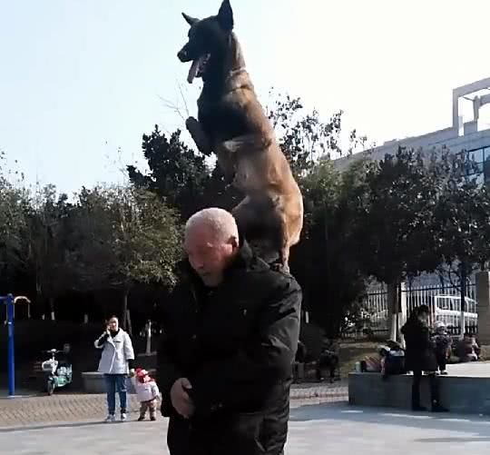 网友买了一只狗狗送给爷爷,结果回家时却看到了这样的画面休闲区蓝鸢梦想 - Www.slyday.coM 网友买了一只狗狗送给爷爷,结果回家时却看到了这样的画面休闲区蓝鸢梦想 - Www.slyday.coM