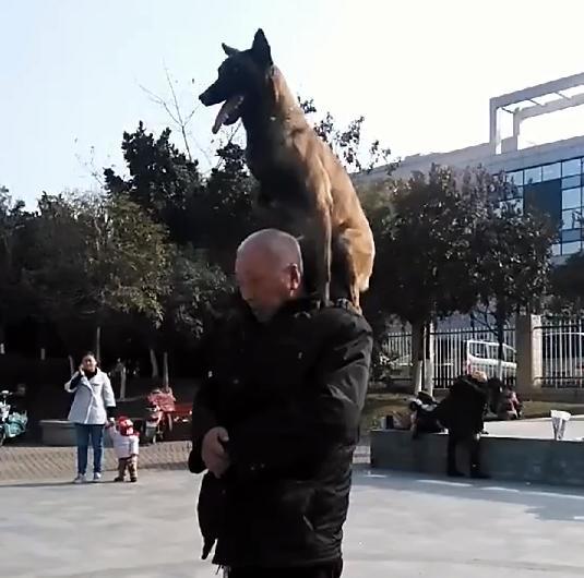 网友买了一只狗狗送给爷爷,结果回家时却看到了这样的画面休闲区蓝鸢梦想 - Www.slyday.coM 网友买了一只狗狗送给爷爷,结果回家时却看到了这样的画面休闲区蓝鸢梦想 - Www.slyday.coM