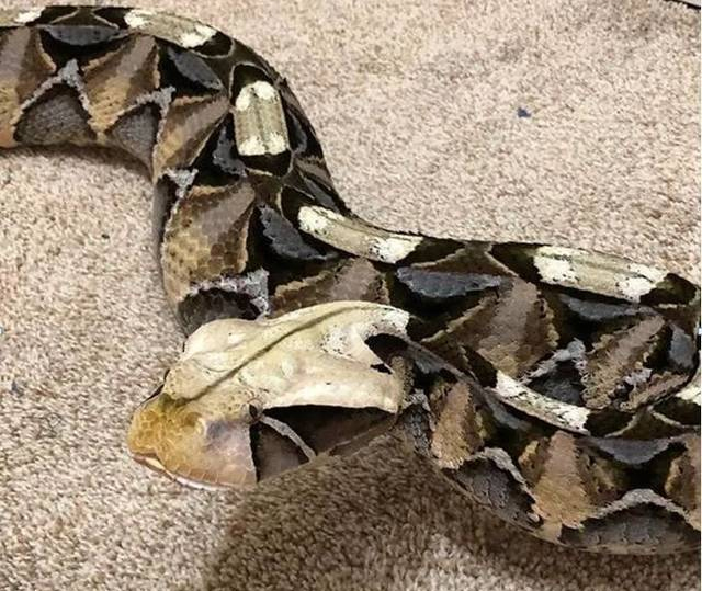 加蓬咝蝰有世界最长毒牙,身体长2米,比得过眼镜王蛇吗__财经头条