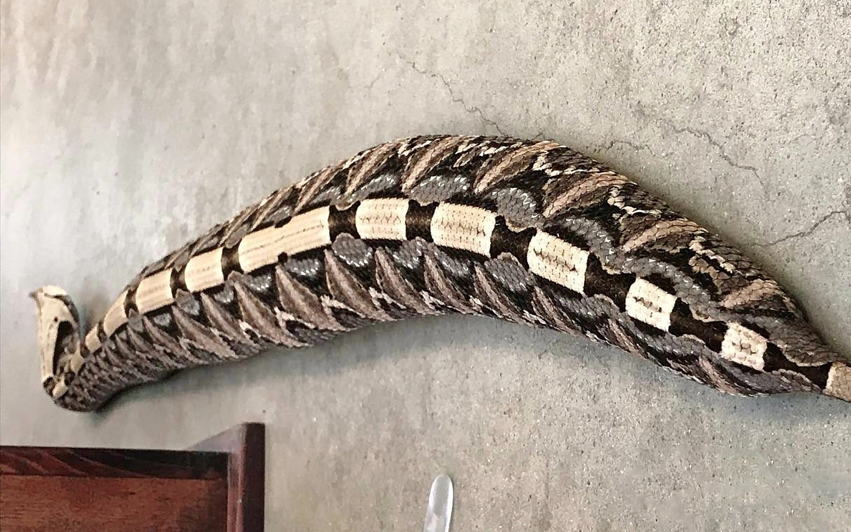 加蓬咝蝰有世界最长毒牙,身体长2米,比得过眼镜王蛇吗__财经头条