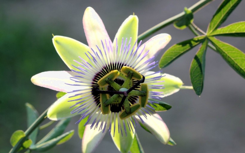 9月,桃花沾满身,月老撮合,旧爱回头变真爱,命中注定的四星座