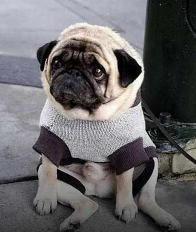 带狗狗出去玩假装抛弃它狗狗一脸哀怨坐地上眼神透露绝望笑了