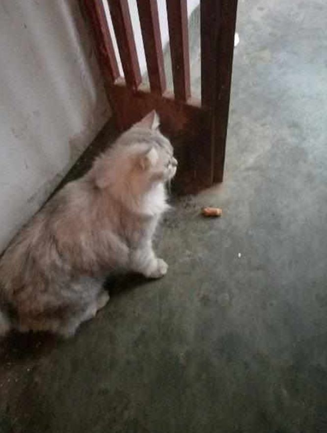 早上刚开门就遇见流浪猫，怎么撵都不走，主人无奈收养了它休闲区蓝鸢梦想 - Www.slyday.coM