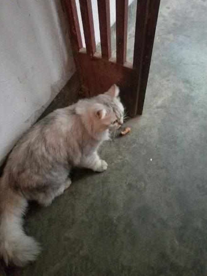 早上刚开门就遇见流浪猫，怎么撵都不走，主人无奈收养了它休闲区蓝鸢梦想 - Www.slyday.coM