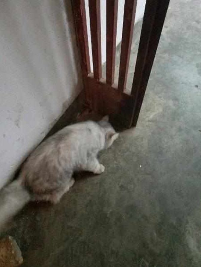 早上刚开门就遇见流浪猫，怎么撵都不走，主人无奈收养了它休闲区蓝鸢梦想 - Www.slyday.coM