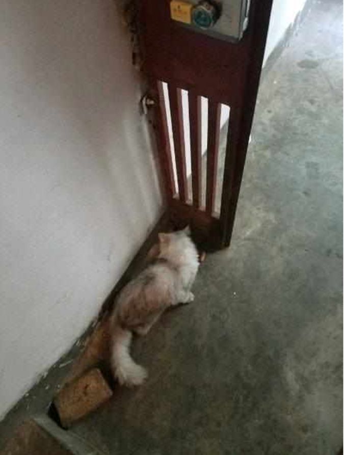 早上刚开门就遇见流浪猫，怎么撵都不走，主人无奈收养了它休闲区蓝鸢梦想 - Www.slyday.coM