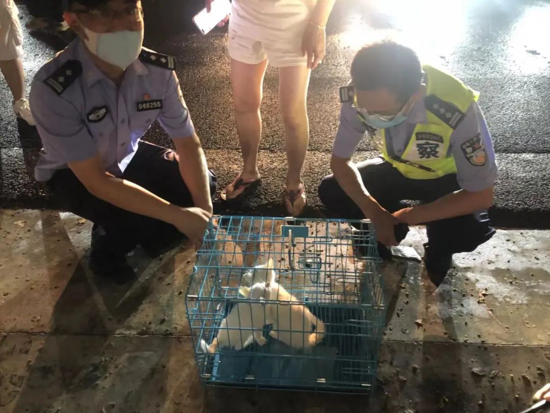 上海街头惊现“滴血”盲盒，100多只奶猫奶狗奄奄一息...休闲区蓝鸢梦想 - Www.slyday.coM