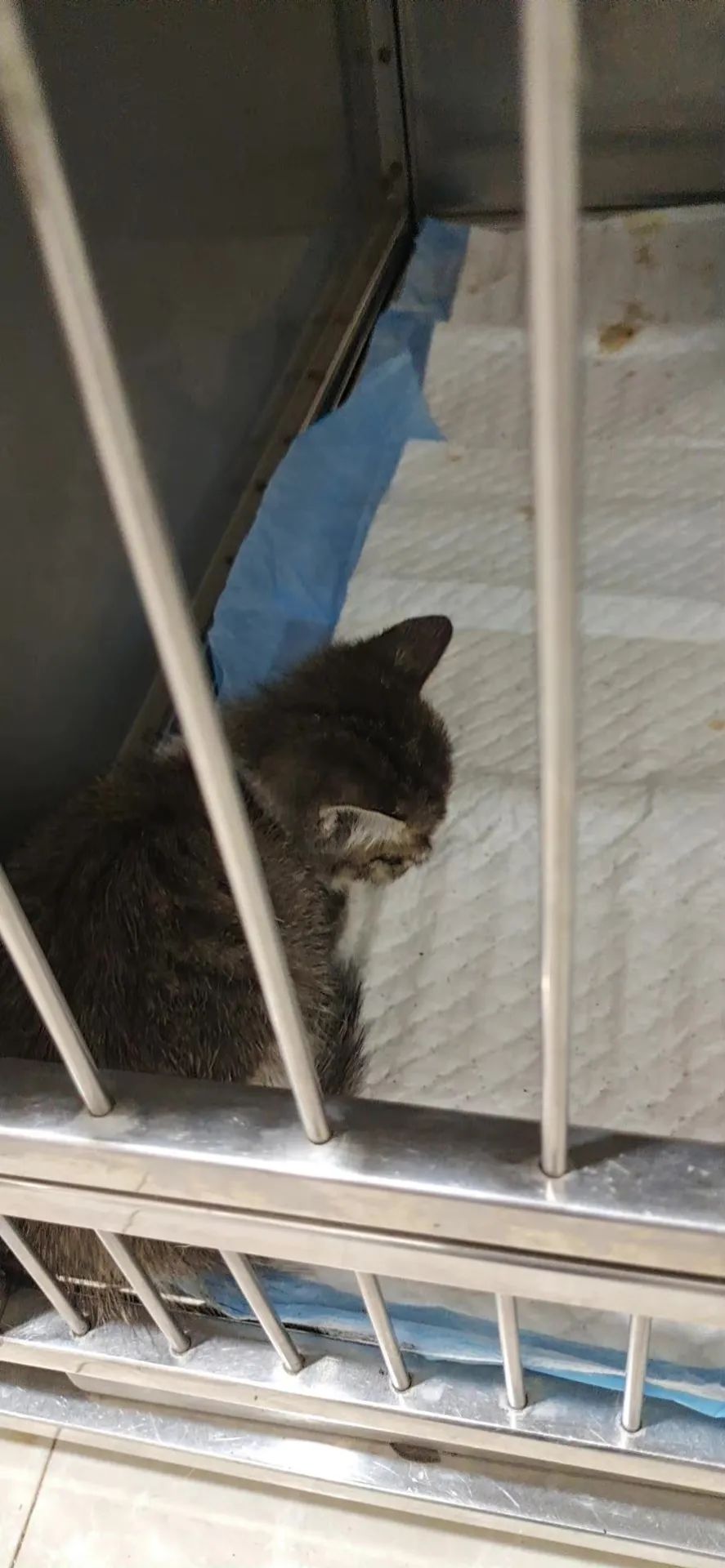 上海街头惊现“滴血”盲盒，100多只奶猫奶狗奄奄一息...休闲区蓝鸢梦想 - Www.slyday.coM